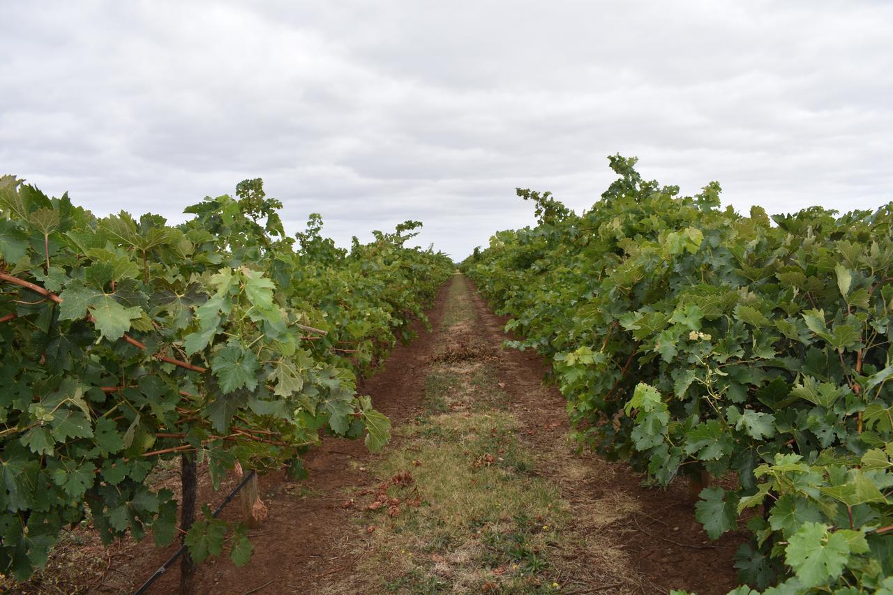 Appartamento A Coonawarra Experience Penola Esterno foto